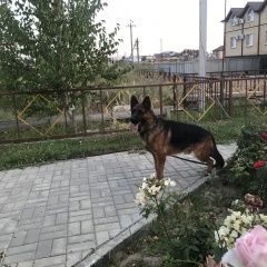 Подробнее об объявлении «Астрахань Пропала собака кобель» Фото: пропала собака Немецкая овчарка «Астрахань Пропала собака кобель» в г. Астрахань