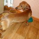 Подробнее об объявлении «Хабаровск Пропала собака кобель» Фото: пропала собака  «Хабаровск Пропала собака кобель» в г. Хабаровск