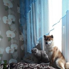 Подробнее об объявлении «Новый Уренгой Пропала собака кобель сиба ину» Фото: пропала собака  «Новый Уренгой Пропала собака кобель сиба ину» в г. Новый Уренгой