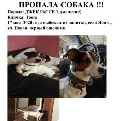 Подробнее об объявлении «Пропала собака кобель Дмитров» Фото: пропала собака Джек рассел терьер «Пропала собака кобель Дмитров» в г. Дмитров