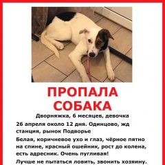 Подробнее об объявлении «Одинцово Пропала собака, видели в районе транспортного» Фото: пропала собака  «Одинцово Пропала собака, видели в районе...» в г. Одинцово