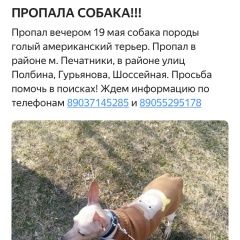 Подробнее об объявлении «Пропала собака кобель помогите пожалуйста Москва» Фото: пропала собака Американская короткошерстная «Пропала собака кобель помогите пожалуйста Москва» в г. Москва