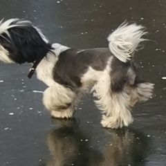 Подробнее об объявлении «Пропала собака 10 мая 3 года. деревня ба Электросталь» Фото: пропала собака Ши-тцу «Пропала собака 10 мая 3 года. деревня ба...» в г. Электросталь