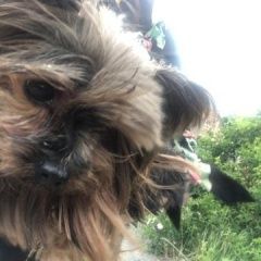 Подробнее об объявлении «Батайск Пропала собака» Фото: пропала собака Йоркширский терьер «Батайск Пропала собака» в г. Батайск