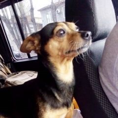 Подробнее об объявлении «Красноярск Пропала собака кобель помесь той - терьера» Фото: пропала собака Той-терьер «Красноярск Пропала собака кобель помесь той -...» в г. Красноярск