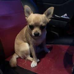 Подробнее об объявлении «Лобня Пропала собака кобель» Фото: пропала собака Чихуахуа «Лобня Пропала собака кобель» в г. Лобня