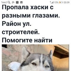 Подробнее об объявлении «Орск Пропала собака» Фото: пропала собака Сибирская хаски «Орск Пропала собака» в г. Орск