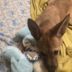 Подробнее об объявлении «Пропала собака помогите Хабаровск» Фото: пропала собака  «Пропала собака помогите Хабаровск» в г. Хабаровск