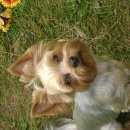 Подробнее об объявлении «Пропала собака кобель Новосибирск» Фото: пропала собака Йоркширский терьер «Пропала собака кобель Новосибирск» в г. Новосибирск