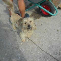 Подробнее об объявлении «Пропала собака кобель Чебоксары» Фото: пропала собака  «Пропала собака кобель Чебоксары» в г. Чебоксары