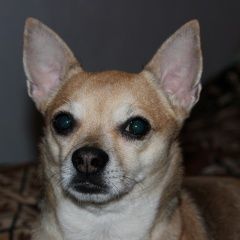 Подробнее об объявлении «Пропала собака кобель -чухахуа Электросталь» Фото: пропала собака Чихуахуа «Пропала собака кобель -чухахуа Электросталь» в г. Электросталь