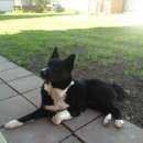 Подробнее об объявлении «Пропала собака кобель русско европейская лайка Можайск» Фото: пропала собака  «Пропала собака кобель русско европейская лайка...» в г. Можайск