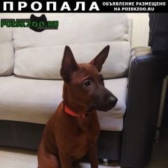 Подробнее об объявлении «Пропала собака Москва» Фото: пропала собака Тайская «Пропала собака Москва» в г. Москва