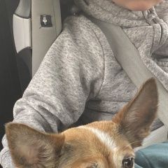 Подробнее об объявлении «Пропала собака Санкт-Петербург» Фото: пропала собака  «Пропала собака Санкт-Петербург» в г. Санкт-Петербург