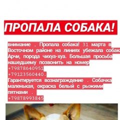 Подробнее об объявлении «Оренбург Пропала собака кобель» Фото: пропала собака Чихуахуа «Оренбург Пропала собака кобель» в г. Оренбург