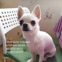 Подробнее об объявлении «Пропала собака помогите найти собаку Курск» Фото: пропала собака Чихуахуа «Пропала собака помогите найти собаку Курск» в г. Курск