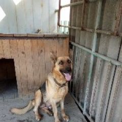 Подробнее об объявлении «Пропала собака немецкая овчарка.девочка Харьков» Фото: пропала собака Немецкая овчарка «Пропала собака немецкая овчарка.девочка Харьков» в г. Харьков