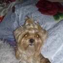 Подробнее об объявлении «Пропала собака кобель кличка арчи Владикавказ» Фото: пропала собака Йоркширский терьер «Пропала собака кобель кличка арчи Владикавказ» в г. Владикавказ