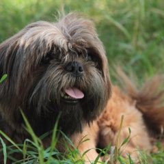 Подробнее об объявлении «Подольск Пропала собака кобель ши- тцу, мальчик, коричневый» Фото: пропала собака Ши-тцу «Подольск Пропала собака кобель ши- тцу,...» в г. Подольск