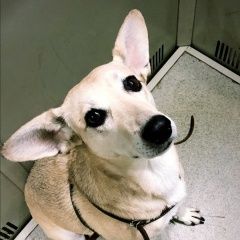 Подробнее об объявлении «Пропала собака Санкт-Петербург» Фото: пропала собака  «Пропала собака Санкт-Петербург» в г. Санкт-Петербург