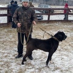Подробнее об объявлении «Любинский Пропала собака кобель» Фото: пропала собака Среднеазиатская овчарка «Любинский Пропала собака кобель» в г. Любинский