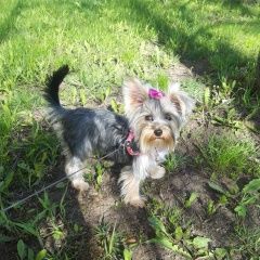 Подробнее об объявлении «Пропала собака Санкт-Петербург» Фото: пропала собака Йоркширский терьер «Пропала собака Санкт-Петербург» в г. Санкт-Петербург