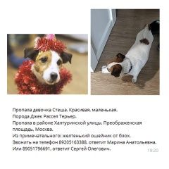 Подробнее об объявлении «Пропала собака девочка джек рассел Москва» Фото: пропала собака Джек рассел терьер «Пропала собака девочка джек рассел Москва» в г. Москва