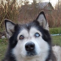 Подробнее об объявлении «Пропала собака хаски Санкт-Петербург» Фото: пропала собака Сибирская хаски «Пропала собака хаски Санкт-Петербург» в г. Санкт-Петербург