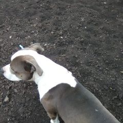 Подробнее об объявлении «Пропала собака кобель американский стаффордширский терьер Набережные Челны» Фото: пропала собака Американский стаффордширский терьер «Пропала собака кобель американский...» в г. Набережные Челны