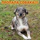 Подробнее об объявлении «Пропала собака Москва» Фото: пропала собака  «Пропала собака Москва» в г. Москва