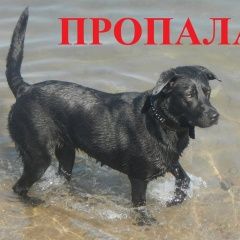 Подробнее об объявлении «Дивногорск Пропала собака люди  помогите найти» Фото: пропала собака Лабрадор ретривер «Дивногорск Пропала собака люди  помогите найти» в г. Дивногорск
