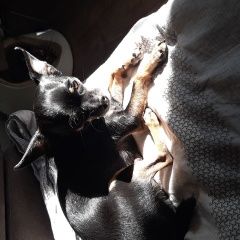 Подробнее об объявлении «Пропала собака кобель русский той Санкт-Петербург» Фото: пропала собака Русский той-терьер «Пропала собака кобель русский той Санкт-Петербург» в г. Санкт-Петербург