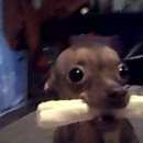 Подробнее об объявлении «Пропала собака той терьер, кличка ева. потерялась 14.07 Санкт-Петербург» Фото: пропала собака Той-терьер «Пропала собака той терьер, кличка ева....» в г. Санкт-Петербург