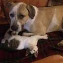 Подробнее об объявлении «Нарофоминск Пропала собака» Фото: пропала собака  «Нарофоминск Пропала собака» в г. Нарофоминск