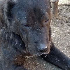 Подробнее об объявлении «Любинский Пропала собака кобель» Фото: пропала собака Среднеазиатская овчарка «Любинский Пропала собака кобель» в г. Любинский