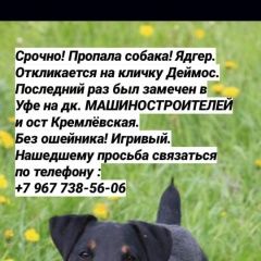 Подробнее об объявлении «Пропала собака кобель мы его очень ждём. Уфа» Фото: пропала собака Ягд-терьер «Пропала собака кобель мы его очень ждём. Уфа» в г. Уфа