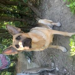 Подробнее об объявлении «Пропала собака Симферополь» Фото: пропала собака Восточно-европейская овчарка «Пропала собака Симферополь» в г. Симферополь