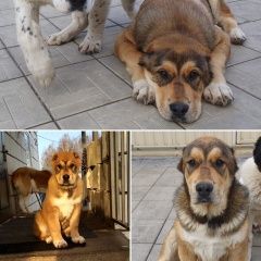 Подробнее об объявлении «Пропала собака кобель рыжий щенок алабая, 6 мес, яша Щелково» Фото: пропала собака Среднеазиатская овчарка «Пропала собака кобель рыжий щенок алабая, 6...» в г. Щелково