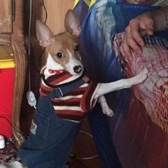 Подробнее об объявлении «Пропала собака кобель новая москва, краснопахорское поселение Троицк» Фото: пропала собака  «Пропала собака кобель новая москва,...» в г. Троицк