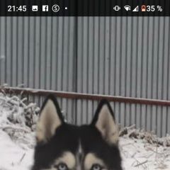 Подробнее об объявлении «Пропала собака Можайск» Фото: пропала собака  «Пропала собака Можайск» в г. Можайск