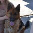 Подробнее об объявлении «Бердск Пропала собака помогите» Фото: пропала собака Немецкая овчарка «Бердск Пропала собака помогите» в г. Бердск