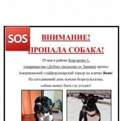 Подробнее об объявлении «Пропала собака кобель американский стаффордширский терьер Хабаровск» Фото: пропала собака Американский стаффордширский терьер «Пропала собака кобель американский...» в г. Хабаровск