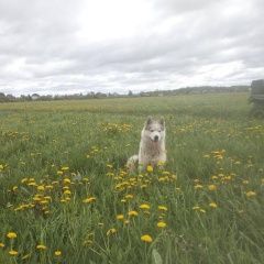 Подробнее об объявлении «Тюмень Пропала собака хаски» Фото: пропала собака Сибирская хаски «Тюмень Пропала собака хаски» в г. Тюмень