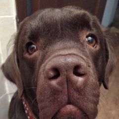 Подробнее об объявлении «Коломна Пропала собака кобель помогите найти» Фото: пропала собака Лабрадор ретривер «Коломна Пропала собака кобель помогите найти» в г. Коломна