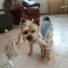 Подробнее об объявлении «Анапа Пропала собака кобель цорк на большом утрише» Фото: пропала собака  «Анапа Пропала собака кобель цорк на большом утрише» в г. Анапа