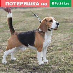 Подробнее об объявлении «Пропала собака кобель Чебоксары» Фото: пропала собака Бигль «Пропала собака кобель Чебоксары» в г. Чебоксары