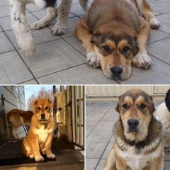 Подробнее об объявлении «Пропала собака кобель рыжий алабай, 6 мес Москва» Фото: пропала собака Среднеазиатская овчарка «Пропала собака кобель рыжий алабай, 6 мес Москва» в г. Москва
