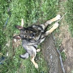 Подробнее об объявлении «Апрелевка Пропала собака кобель gran1961» Фото: пропала собака  «Апрелевка Пропала собака кобель gran1961» в г. Апрелевка