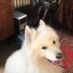 Подробнее об объявлении «Пропала собака кобель Дмитров» Фото: пропала собака Самоедская лайка «Пропала собака кобель Дмитров» в г. Дмитров
