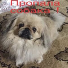 Подробнее об объявлении «Волгоград Пропала собака кобель» Фото: пропала собака Пекинес «Волгоград Пропала собака кобель» в г. Волгоград